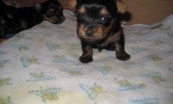 Adorable male yorkies Akc Reg. Home raised and very loving. POP. They will be about 5pounds at adult size Mommie is 4 1/2 and daddy is 3 1/2 Pounds. If interested contact me at 513 347 9626 or 513 545 9066 for more Infro.