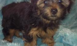 Born Sept 18, 2012 I have 2females and 1male pure breed yorkie puppies for sale. First set of shots and rabies vaccinated. Parents are 6-8lbs. Puppies have been around children and other&nbsp;dogs so they&nbsp;have&nbsp;great personalities.&nbsp;Comes