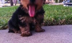 I have 4 adorable Yorkie Puppies. 1 Female and 3 Males. They are 8 weeks old, AKC registered and are up to date with shots. 600 for Female and 500 for Male. Expected to be 5-6lbs fully grown. Call or Text 817-307-9299