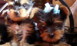 YORKIE PUPS AKC/UAB Ex-Quality male $500 - female $600 (928)-757-9620
Puppies will receive their immunization shot & will ready to go home to their new family ....
Both parents are here the Mommy weighs about 5 lbs & the Daddy is 4 lbs.
They have