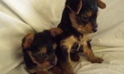 My yorkies are raised in my house with love and care. They are great with children and other animals. They are CKC registerable, and the will be UTD on all shots. I have two males left. They are both happy and playful. They will be ready for their new