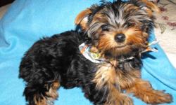 Adorable pure breed yorkie puppies. I have 2 male left. They are 3 mo. old. had all puppy shots, dew-claws removed, and tales docked. Ready for new homes. Call 561-417-3114, or email flodc11@charter.net....... I have photos I can send you if you want.