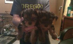 2 male Yorkie males, 8 weeks old, first shots given, dew claws done and taild docked.