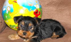 Adorable & Affordable: T-Cup & Toy Baby Boys & Girls are Available & Ready 4 You. 100% vet checked, shots, wormed, registration papers & Health guarantee. $400 -$600. AAA Yorkies...Adorable, Affordable, Available Call (501)909-1364.