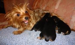 CKC registered Yorkie puppies. Toy size. All females.