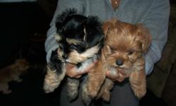 yorkie puppies 6 weeks old one boy one girl dewormed ,323-8307842 gabriel