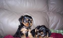 Adorable Yorkie Puppies, very lovable, people oriented, great with children. They are worm free, had first
set of shots and they are ready for a great home. One female for $800 and one male for $650, feel free
to call 251-621-6936 or Email me at