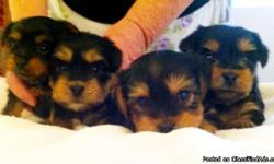 Super cute, super sweet. Ready the end of July. Three boys, one girl. Have mom and dad and they are great dogs. Healthy, sweet temperament. Dad is 4lbs, mom is 5lbs. Puppies have ranged as adults from 2.5lbs to 6lbs. Paper trained and socialized. The mom