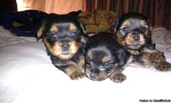 Adorable Yorkie Puppies they are 8 weeks current on shots. Tails dewed. 2 little boys and 1 girl.
Playful babies looking for a great home for them!! They know how to use the doggy
door and were working on pee pee pad training. They love playing and love