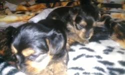 CKC reg. Yorkie pups, 8 wks old, vet checked, 1st shots, tails docked, mother is AKC & CKC reg. so pups can also be AKC reg. ***READY TO GO*** Phone 304-680-2679