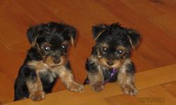 Adorable, cuddly little bundles of joy..5 females..AKC registered.Ready to go to new homes 7-9. Please contact Tammy 407-383-9422..