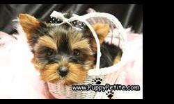 &nbsp;
At NYC Puppy, we work with a small group of private breeders that are USDA registered and raise their puppies at home so they are well-socialized. &nbsp;We specialize in toy breeds and also very tiny teacup and pocket size dogs. &nbsp;We are