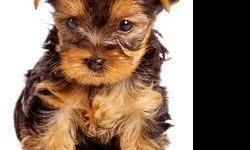 YORKIE PUPPIES, MALES CKC REGISTERED
TOP QUALITY
SHOTS, WORMED
NO SHEDDING
$400.00 CASH PLEASE
937-696-2520