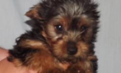 Adorable male purebred puppy ready to find his new forever family.&nbsp;&nbsp;&nbsp; Vet says he is perfect and will make his new family very happy.&nbsp;&nbsp;&nbsp; Shots and wormed.&nbsp;&nbsp;&nbsp; 10 weeks of age.&nbsp;&nbsp;&nbsp;Very friendly and