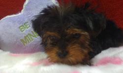 1 Female Yorkie born on 12-16-10. UTD on all shots and comes with a health warranty.
CHECKS AND CREDIT CARDS ACCEPTED!
For More Info
Call: 772-223-1492