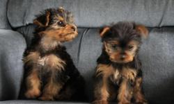 I am a lovely boy yorkie.I was born November 23,2010.My mommy was going to keep me but she can't. I am real little. I wiegh 3.8 lbs.I am not going to get a lot bigger. My mommy and daddy are little. I am very loving.I love to play and love. I am Ckc Reg.