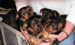 I have for sale Yorkie pups---all males. They have had their first 2 shots, been dewormed. Home raised, Small parents. Ready for their new home. Will meet buyer. call 641-373-0830 or email minpinlady@myway.com .