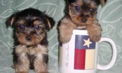 Pups are TeaCup & Toy sizes. Price includes shots, dewormed, dew claw removed.
Nonsheding, Hypoallergenic