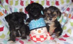 Pure breed YORKIES are $400-600
Yorki Poos , $300-500
Shorkies , $400- 500
pups are home raised,
1st and 2nd shots, dewormed, dew claw removed
NONshedding, Hypoallergenic.
Great with children