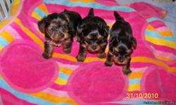 I HAVE THREE SMALL LITTERS AT THIS TIME. ONE SET WITH ONLY TWO ARE PARTI COLORED.