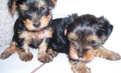 Yorkie Pups, AKC, 2 males, very cute, parents on premises.