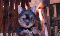 We have 3 female Yorkie pups who are ready for their new homes for ChristmasThey are 11 weeks old,utd on vaccines,tails docked and dewclaws removed.Parents are DNA profiled.Dont miss out on this great deal!!Comes with a health gaurantee and puppy care