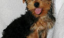 Cute AKC Yorkie &nbsp;puppies for sale: &nbsp;wormed, up to date on shots, and vet checked. &nbsp;Shipping extra. &nbsp;Janice Angst &nbsp;-- &nbsp;or jangst70@yahoo.com