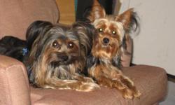 2 Yorkie Males.......Small: $500........Large: $400
They will be ready 1st week in August. Mom's Parents AKC, Father has no history 5lbs/6lbs. No papers.
This includes docked tails and removed dew claws, health exam/1st set of shots @ 6 weeks.
If