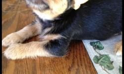 We have three Yorkie/Rat Terrier Mix (a.k.a. Ratshire) Puppies for sale. We have 2 girls and 1 boy. They were born on July 22nd, 2012; which makes them 12 weeks old.
&nbsp;
Their father is a Rat Terrier and their mother is a Yorkshire Terrier. They are