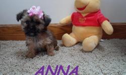 I HAVE 2 AMAZING LITTLE BABIES NOW READY AT 8 WEEKS OLD . THEY ARE CURRENT ON SHOTS AND DE-WORMING . I HAVE 1 FEMALE ANNA AND 1 MALE BENTLY . THEY ARE SO AMAZING VERY OUTGOING AND PLAYFUL . THEY ARE BOTH HYPOALLERGENIC AND NON SHEDDING . IF YOU WOULD LIKE
