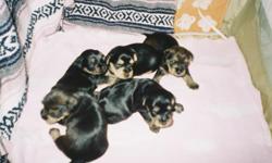 Adorable Teddt bear faces. Black and Tan coloring. 3 Females and 2 males. Newspaper potty trained. 8 weeks old