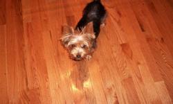darling little 4 lb. yorkie looking for a 5 to 7 lb. girlfriend if interested call 864-507-0222 or 864-508-2573. he is very gentle to be a yorkie. could possibly meet halfway.