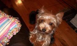 adorable yorkie, 4 lb. wanting girlfriend 5 to 6 lbs. very mild-mannered & loving. if interested call 561-688-3411 or 561-688-3411. may be able to meet halfway.