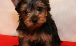 Tiny Pretty *T-Cup Yorkies*Puppies; Pup's Age From (8) Weeks Old; Pup's Weight From (1-Lbs/3-ozs); Must See; Males And Females Available; Up To Date Shots And Deworming; Florida Health Certificate&nbsp;; Pedigree Papers; BabyDoll Faces; (3) Free Vet
