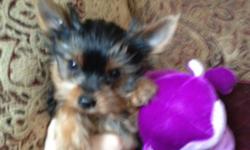 Darling little 9week old black and gold yorkies I have male and female ready for x mas...they have bear and babydoll faces first 2 shots come with a one year health guarentee AND A FrEE Xmas pack to take home for your special little baby
--
