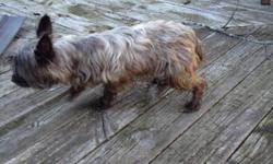 We have a 5 year old male Yorkie/Terrier named Ricky that we can no longer keep. A cage is included.&nbsp;