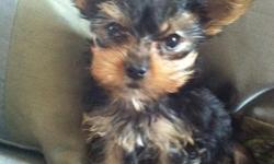 AKC Yorkie male puppy. Mom is 4 lbs., Dad is 5 lbs. 8 weeks old weighs 1.1 pound. Home raised and adorable. All shots, vet checked, tail docked. 402 371-5308