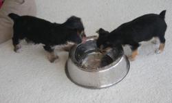 We have two adorable puppies that are ready to move to their new homes. 14 weeks old. Daddy is a AKC registered. Momma's dad is AKC registered Yorkie and her Mom was AKC Toy Fox Terrier. These playful pups are great with other dogs and our cat. Tails are