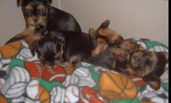 3 beautiful and healthy AKC register yorkie puppies up for adoption, 2 females and on male. They were born on sept. 26 so they will be ready to go on nov 21 at 8 weeks. Birth weight was 4 oz for the male, 4 oz for one female and 5 oz for the other female.