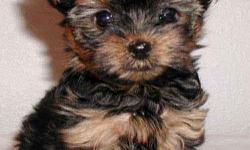 Yorkie (Yorkshire Terrier) Pups, AKC registered litter from a home breeder. Family raised w/ lots of love & attention. Pups at birth weighted 1-2 oz. The mother?s weight is 8 pounds and the father?s weight is 4 pounds. They are now 3 months old, tails