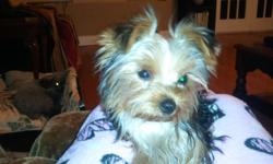 This is Toe Toe Yorkie Boy
He is A real sweet playful Boy.
great temperament, Doesn't bark a lot
DOB 9-22-10
CKC Registered
All Puppy Shots upd.
Been raised on Royal Canine Dog Food.
in excellent health. will come with health records and warranty
will