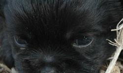 HELLO WE HAVE YORKIEPOO'S FOR SALE
1 SOLID BLACK VERY CUTE FEMALE YORKIEPOO
SHE WILL HAVE ALL HER SHOTS AND HAVE A VET LETTER OF GOOD HEALTH.
SHE IS LOOKING FOR A GOOD HOME AND WILL BE READY TO GO HOME WITH YOU AT THE END OF MAY.
PLEASE CALL WE HAVE 2