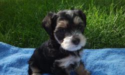 Very loveable yorkiepoo puppys ready to have a new forever home on July 17th . 1 male 2 females have been held since birth and been around kids and other dogs. Love to be close to people and run around and play! Have been vet checked with a clean bill of