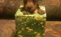 6 week old Yorkie puppies. 2 Female (small) 1 Male (xsmall) . Tails done & 1st shots. Cute! Cute! Cash Only. First come, first pick!!!! Call 405-408-5707