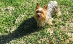 I have one female and two male yorkie puppies for sale the mother is about five lbs. and the father is about three lbs. they are ten weeks old . I also have a two year old akc female yorkie for sale she is also $600.00 give me a call if you have any