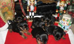 FULL BLOODED YORKIES JUST IN TIME FOR CHRISTMAS, TAILS CUT, DEW CLAWS REMOVED, TAKING DEPOSITS SO HURRY IN TO GET PICK OUT YOURS, PARENTS ON SIGHT PLEASE CALL 806-441-1435 OR 806-535-8678
