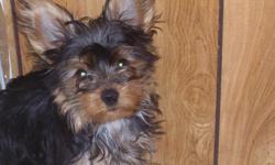 2 male yorkies 5 months old. These little guys have had their vaccines, wormed, tails, and dew claws done. Ready to go to their new forever home.. They come presoiled. We are not a kennel and all our puppies are raised in our home. Please call us if you