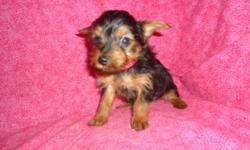 These little Yorkie pups are just adorable and loving. They should be between 5 and 7 lbs when grown and they are hypo allergenic and non shedding. They are 500.00 and are AKC registered. The yorkichons are half yorkie and half bichon. They should be