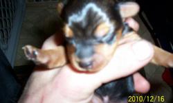 4 males one female born december 10 2010 tails clipped shots ckc paperwork 8047214782