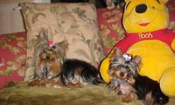 Teacup Yorkies for sale. We have now new yorkie puppies. Come and visit our site. http://www.alrikoyorkies.com/ alriko427@yahoo.com 325-949-2989